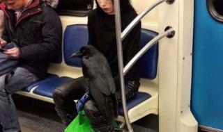 地铁能带活物吗 地铁能带宠物吗